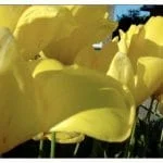 The color of friendship