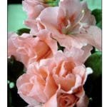 Japanese old english rose azalea