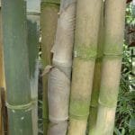 Bamboo