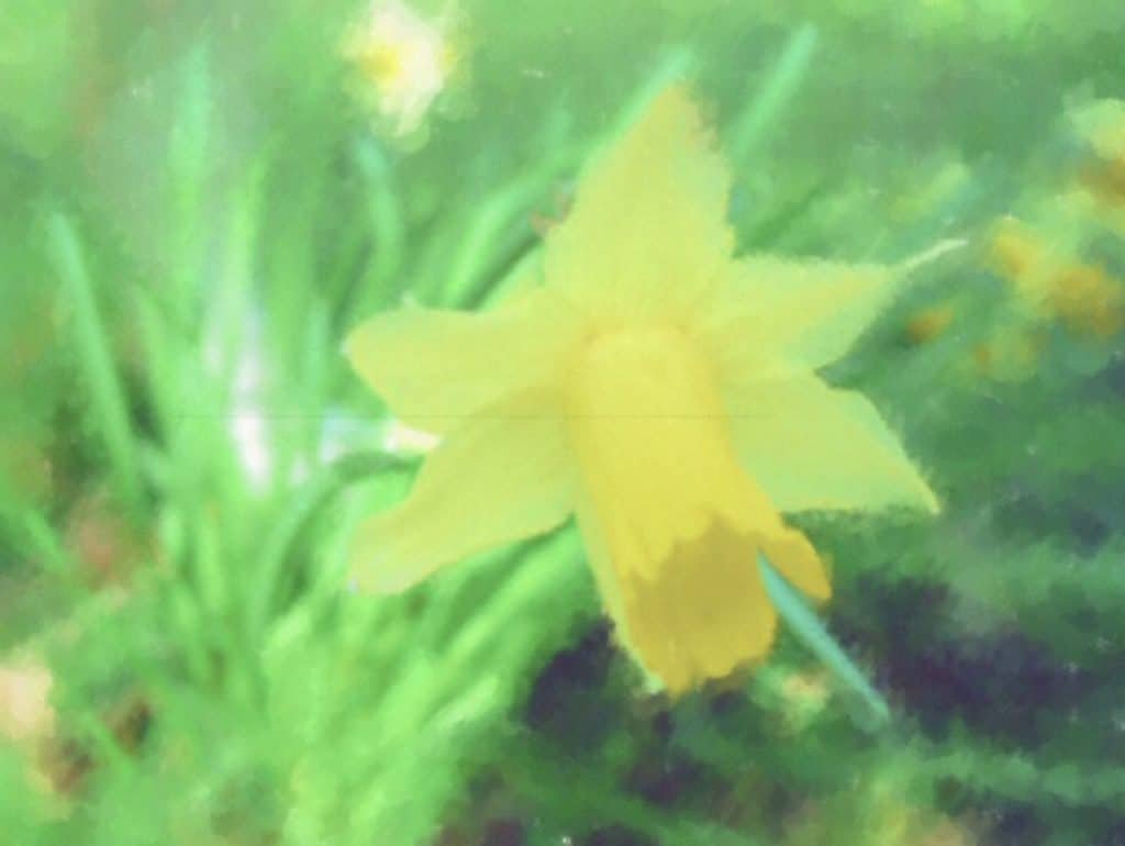 Daffodils Celebrating Spring's Powerful Blooms 2 Crocus and daffodils