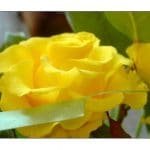 Yellow rose