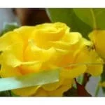 Yellow rose