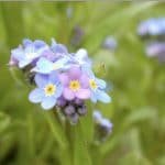 Forget-me-not