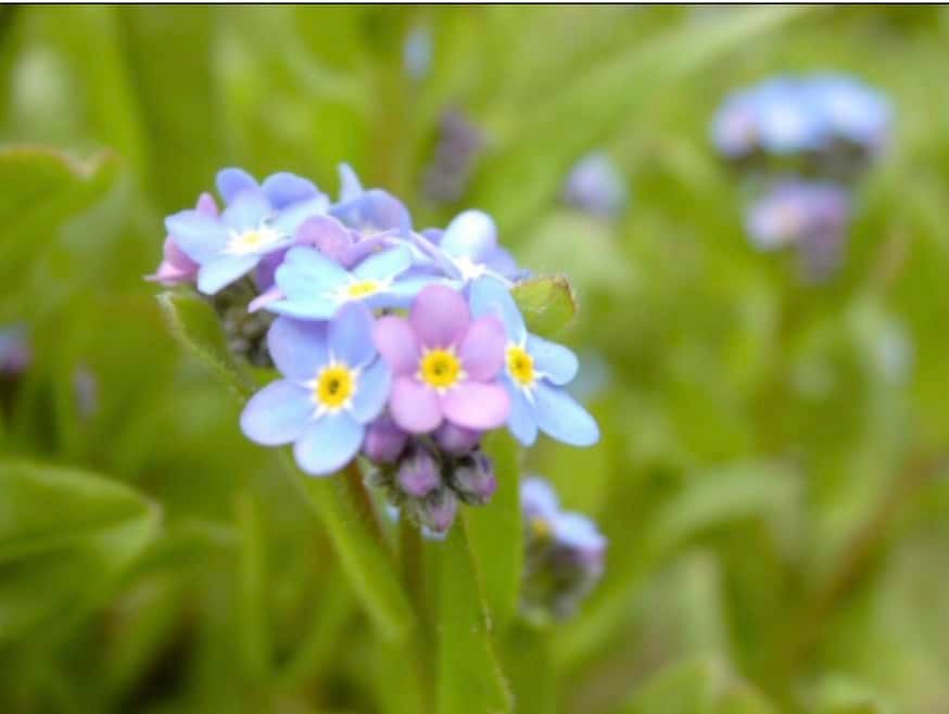 Forget-me-not