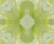 Backdrops - Variety -Pollen
as  background and paperwall for all kind of use and occasions