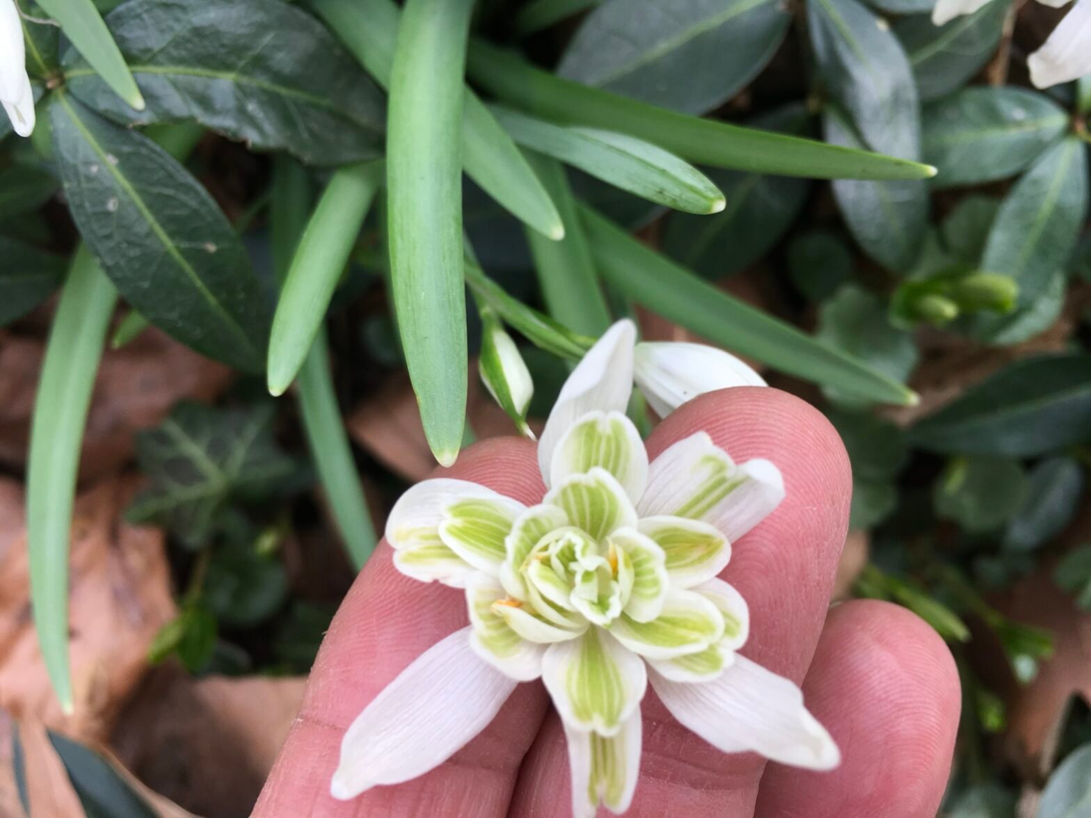 Natures's gem
