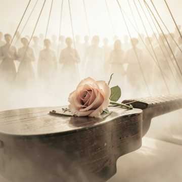 My Gallery 12 Rose for You