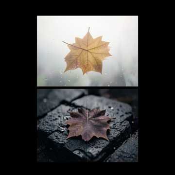 A Leaf Between Words